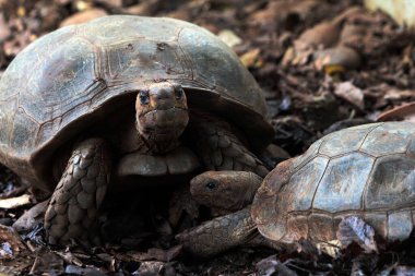 Aldabra giant tortoise or Aldabrachelys gigantea. Second largest in the world, long-lived plant eater. clipart