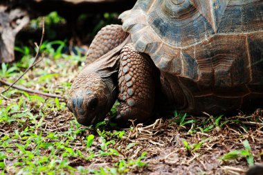 Aldabra dev kaplumbağa ya da Aldabrachelys dev çayı. Dünyanın ikinci büyük, uzun ömürlü bitki yiyicisi..