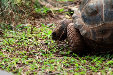 Aldabra dev kaplumbağa ya da Aldabrachelys dev çayı. Dünyanın ikinci büyük, uzun ömürlü bitki yiyicisi..