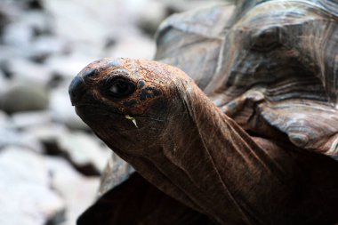 Aldabra dev kaplumbağa ya da Aldabrachelys dev çayı. Dünyanın ikinci büyük, uzun ömürlü bitki yiyicisi..