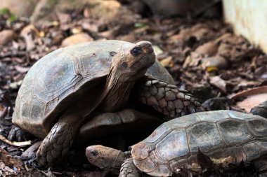 Aldabra dev kaplumbağa ya da Aldabrachelys dev çayı. Dünyanın ikinci büyük, uzun ömürlü bitki yiyicisi..