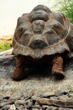 Aldabra giant tortoise or Aldabrachelys gigantea. Second largest in the world, long-lived plant eater. clipart