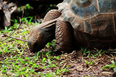 Aldabra dev kaplumbağa ya da Aldabrachelys dev çayı. Dünyanın ikinci büyük, uzun ömürlü bitki yiyicisi..