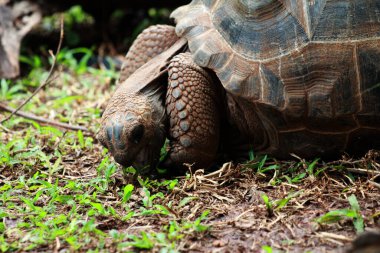 Aldabra dev kaplumbağa ya da Aldabrachelys dev çayı. Dünyanın ikinci büyük, uzun ömürlü bitki yiyicisi..