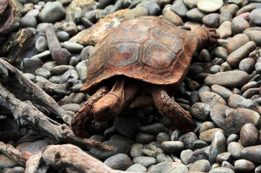 Aldabra dev kaplumbağa ya da Aldabrachelys dev çayı. Dünyanın ikinci büyük, uzun ömürlü bitki yiyicisi..