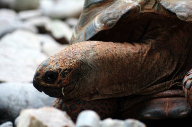 Aldabra dev kaplumbağa ya da Aldabrachelys dev çayı. Dünyanın ikinci büyük, uzun ömürlü bitki yiyicisi..
