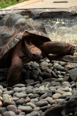 Aldabra dev kaplumbağa ya da Aldabrachelys dev çayı. Dünyanın ikinci büyük, uzun ömürlü bitki yiyicisi..