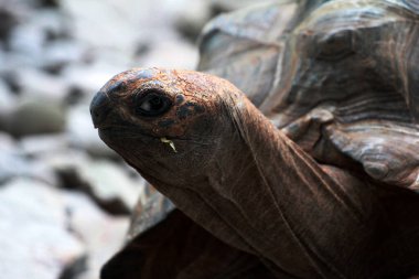 Aldabra dev kaplumbağa ya da Aldabrachelys dev çayı. Dünyanın ikinci büyük, uzun ömürlü bitki yiyicisi..