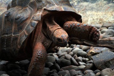 Aldabra dev kaplumbağa ya da Aldabrachelys dev çayı. Dünyanın ikinci büyük, uzun ömürlü bitki yiyicisi..