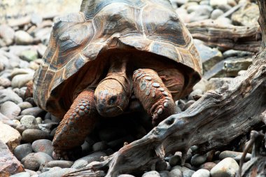 Aldabra dev kaplumbağa ya da Aldabrachelys dev çayı. Dünyanın ikinci büyük, uzun ömürlü bitki yiyicisi..