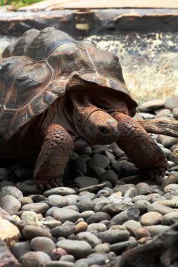 Aldabra dev kaplumbağa ya da Aldabrachelys dev çayı. Dünyanın ikinci büyük, uzun ömürlü bitki yiyicisi..