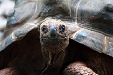 Aldabra dev kaplumbağa ya da Aldabrachelys dev çayı. Dünyanın ikinci büyük, uzun ömürlü bitki yiyicisi..