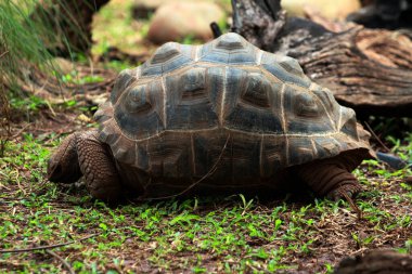 Aldabra dev kaplumbağa ya da Aldabrachelys dev çayı. Dünyanın ikinci büyük, uzun ömürlü bitki yiyicisi..