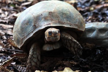 Aldabra dev kaplumbağa ya da Aldabrachelys dev çayı. Dünyanın ikinci büyük, uzun ömürlü bitki yiyicisi..