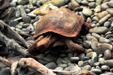 Aldabra dev kaplumbağa ya da Aldabrachelys dev çayı. Dünyanın ikinci büyük, uzun ömürlü bitki yiyicisi..