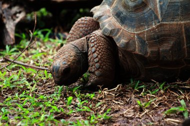 Aldabra dev kaplumbağa ya da Aldabrachelys dev çayı. Dünyanın ikinci büyük, uzun ömürlü bitki yiyicisi..