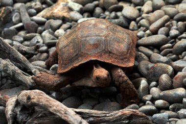 Aldabra dev kaplumbağa ya da Aldabrachelys dev çayı. Dünyanın ikinci büyük, uzun ömürlü bitki yiyicisi..