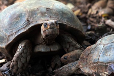 Aldabra dev kaplumbağa ya da Aldabrachelys dev çayı. Dünyanın ikinci büyük, uzun ömürlü bitki yiyicisi..