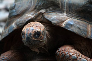 Aldabra dev kaplumbağa ya da Aldabrachelys dev çayı. Dünyanın ikinci büyük, uzun ömürlü bitki yiyicisi..