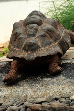 Aldabra dev kaplumbağa ya da Aldabrachelys dev çayı. Dünyanın ikinci büyük, uzun ömürlü bitki yiyicisi..