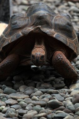 Aldabra dev kaplumbağa ya da Aldabrachelys dev çayı. Dünyanın ikinci büyük, uzun ömürlü bitki yiyicisi..