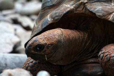 Aldabra dev kaplumbağa ya da Aldabrachelys dev çayı. Dünyanın ikinci büyük, uzun ömürlü bitki yiyicisi..