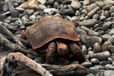 Aldabra dev kaplumbağa ya da Aldabrachelys dev çayı. Dünyanın ikinci büyük, uzun ömürlü bitki yiyicisi..