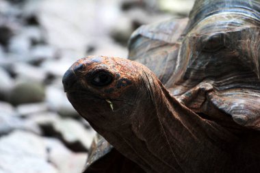 Aldabra dev kaplumbağa ya da Aldabrachelys dev çayı. Dünyanın ikinci büyük, uzun ömürlü bitki yiyicisi..
