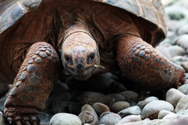 Aldabra dev kaplumbağa ya da Aldabrachelys dev çayı. Dünyanın ikinci büyük, uzun ömürlü bitki yiyicisi..