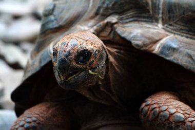 Aldabra dev kaplumbağa ya da Aldabrachelys dev çayı. Dünyanın ikinci büyük, uzun ömürlü bitki yiyicisi..