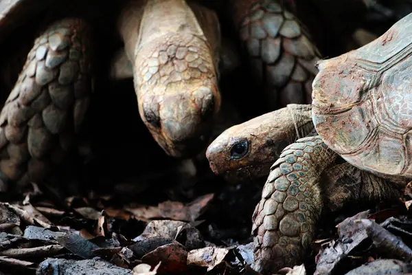 Aldabra dev kaplumbağa ya da Aldabrachelys dev çayı. Dünyanın ikinci büyük, uzun ömürlü bitki yiyicisi..