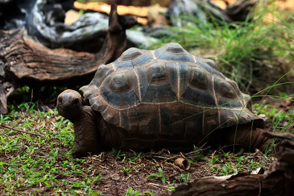 stock image Aldabra giant tortoise or Aldabrachelys gigantea. Second largest in the world, long-lived plant eater.