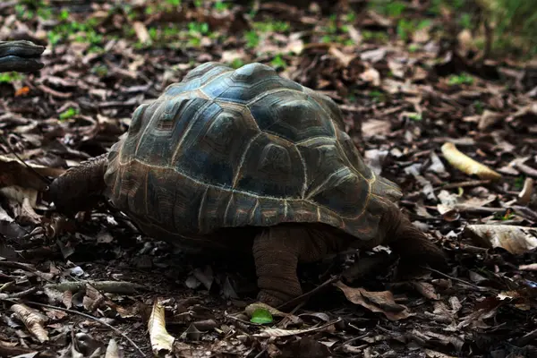 Aldabra dev kaplumbağa ya da Aldabrachelys dev çayı. Dünyanın ikinci büyük, uzun ömürlü bitki yiyicisi..