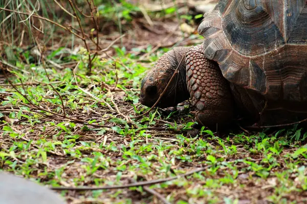 Aldabra dev kaplumbağa ya da Aldabrachelys dev çayı. Dünyanın ikinci büyük, uzun ömürlü bitki yiyicisi..