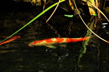 Koi Japoncadan gelir, yani halı balığı. Daha spesifik olarak, nishikigoi anlamına gelir, aşağı yukarı altın ya da gümüş işlemeli halı balığı anlamına gelir..