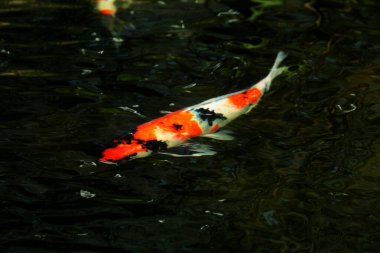 Koi Japoncadan gelir, yani halı balığı. Daha spesifik olarak, nishikigoi anlamına gelir, aşağı yukarı altın ya da gümüş işlemeli halı balığı anlamına gelir..