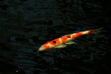 Koi Japoncadan gelir, yani halı balığı. Daha spesifik olarak, nishikigoi anlamına gelir, aşağı yukarı altın ya da gümüş işlemeli halı balığı anlamına gelir..