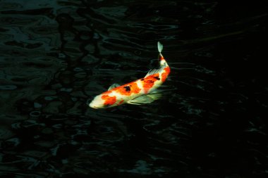 Koi Japoncadan gelir, yani halı balığı. Daha spesifik olarak, nishikigoi anlamına gelir, aşağı yukarı altın ya da gümüş işlemeli halı balığı anlamına gelir..