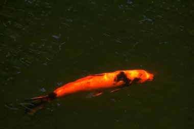 Koi Japoncadan gelir, yani halı balığı. Daha spesifik olarak, nishikigoi anlamına gelir, aşağı yukarı altın ya da gümüş işlemeli halı balığı anlamına gelir..