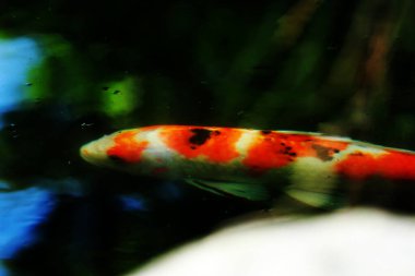 Koi Japoncadan gelir, yani halı balığı. Daha spesifik olarak, nishikigoi anlamına gelir, aşağı yukarı altın ya da gümüş işlemeli halı balığı anlamına gelir..