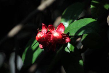 Mickey Fare Bitkisi, Mickey Fare Çalısı ya da Kuş Gözü Çalı. Bilimsel dilde Ochna serrulata.