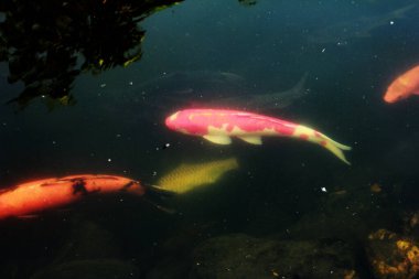 Koi Japoncadan gelir, yani halı balığı. Daha spesifik olarak, nishikigoi anlamına gelir, aşağı yukarı altın ya da gümüş işlemeli halı balığı anlamına gelir..