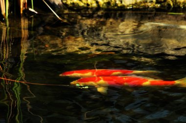 Koi Japoncadan gelir, yani halı balığı. Daha spesifik olarak, nishikigoi anlamına gelir, aşağı yukarı altın ya da gümüş işlemeli halı balığı anlamına gelir..