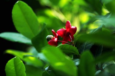 Mickey Fare Bitkisi, Mickey Fare Çalısı ya da Kuş Gözü Çalı. Bilimsel dilde Ochna serrulata.