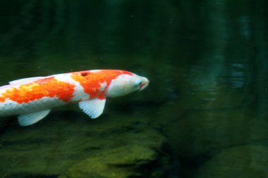 Koi Japoncadan gelir, yani halı balığı. Daha spesifik olarak, nishikigoi anlamına gelir, aşağı yukarı altın ya da gümüş işlemeli halı balığı anlamına gelir..