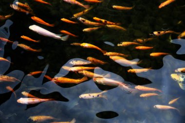 Koi Japoncadan gelir, yani halı balığı. Daha spesifik olarak, nishikigoi anlamına gelir, aşağı yukarı altın ya da gümüş işlemeli halı balığı anlamına gelir..