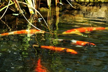 Koi Japoncadan gelir, yani halı balığı. Daha spesifik olarak, nishikigoi anlamına gelir, aşağı yukarı altın ya da gümüş işlemeli halı balığı anlamına gelir..