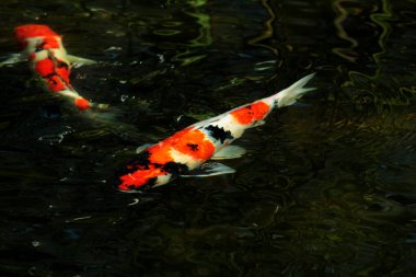 Koi Japoncadan gelir, yani halı balığı. Daha spesifik olarak, nishikigoi anlamına gelir, aşağı yukarı altın ya da gümüş işlemeli halı balığı anlamına gelir..