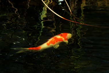 Koi Japoncadan gelir, yani halı balığı. Daha spesifik olarak, nishikigoi anlamına gelir, aşağı yukarı altın ya da gümüş işlemeli halı balığı anlamına gelir..