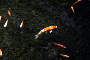 Koi Japoncadan gelir, yani halı balığı. Daha spesifik olarak, nishikigoi anlamına gelir, aşağı yukarı altın ya da gümüş işlemeli halı balığı anlamına gelir..